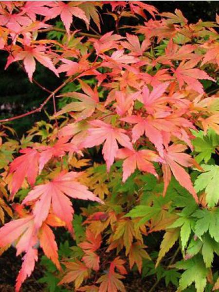 Acer Palmatum Sango Kaku